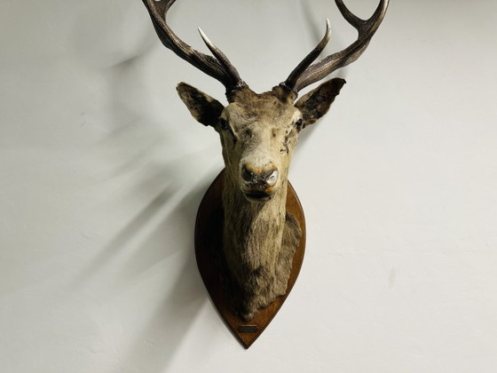 Cervo Nobile Antico Impagliato – Decorazioni murali, Legno, Altro (photo 5 of 15)