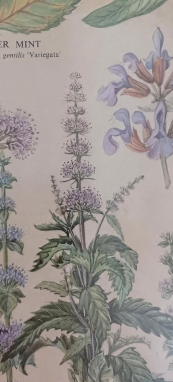 Image 1 of Vintage botanische poster ‘Culinary Herbs’ (1976) – British Museum, Westerham Press. 84x65 cm