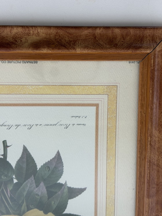 Image 1 of Coppia di stampe botaniche vintage Pierre-Joseph Redouté – Bernard Picture Co. (24x29 cm)
