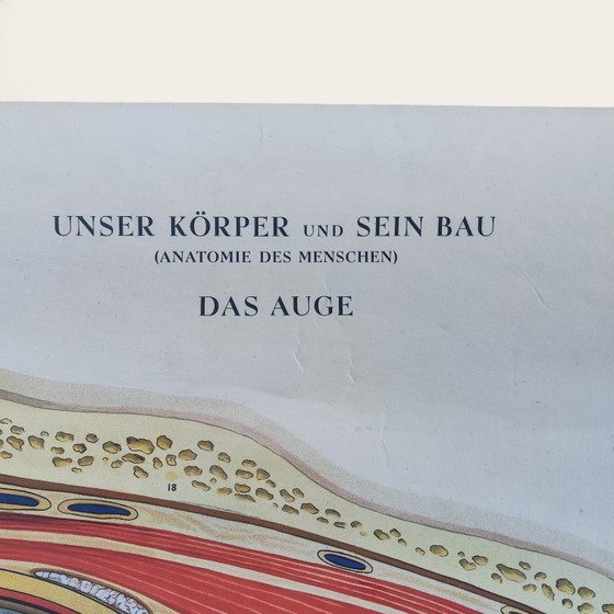 5 anatomische posters uit het midden van de 20e eeuw / Rudolf Tupy – Paper (photo 11 of 15)