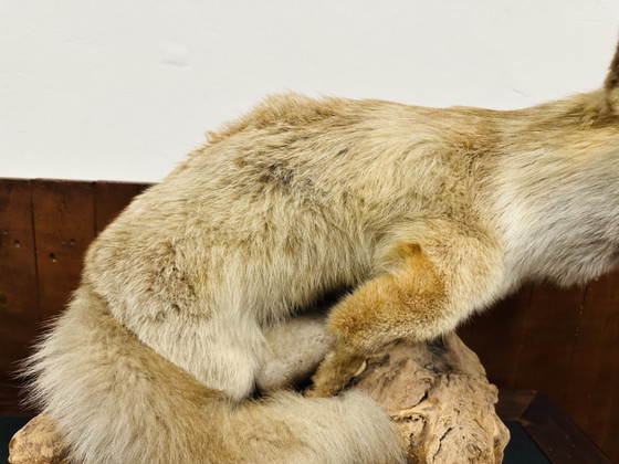 Antiker ausgestopfter Fuchs – Dekorative Objekte, Holz, Andere (photo 6 of 10)