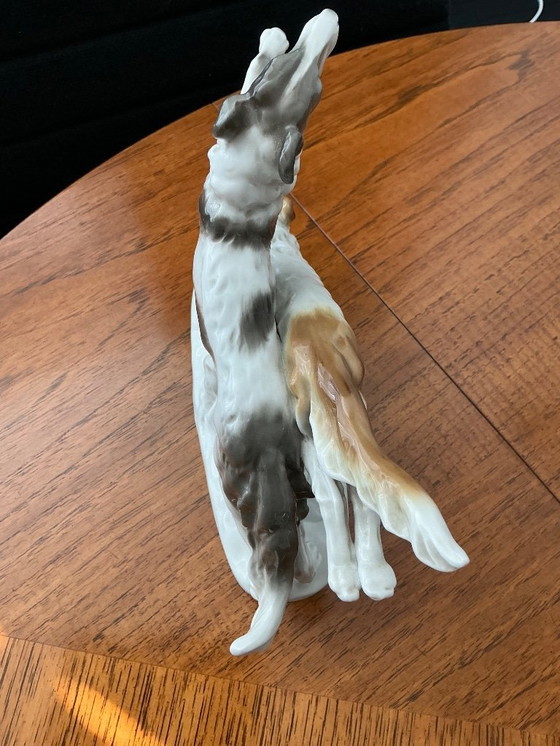 Image 1 of Borsoi honden in kleur