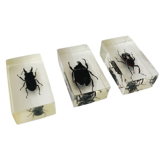 Image 1 of Resin insect set neushoornkever vliegend hert bamboe snuit kever presse-papier 1980's