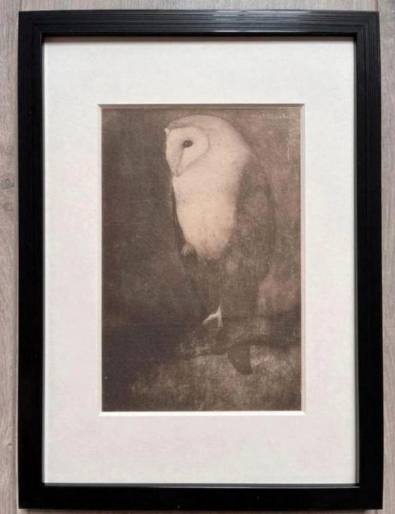 Image 1 of Jan Mankes 1889-1920 / Heliograbado original de un búho en la rama de un árbol, 1923