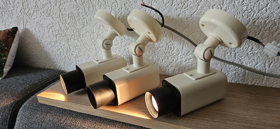 Image 1 of Herda fleckt 3 Stück