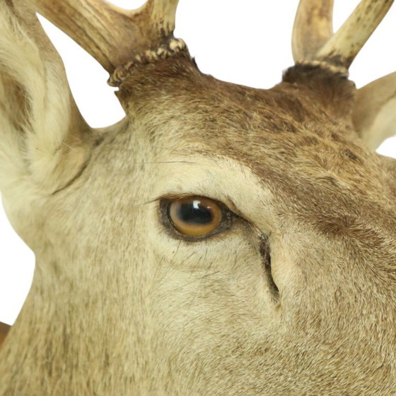 Image 1 of Tête de cerf montée cerf rouge avec bois