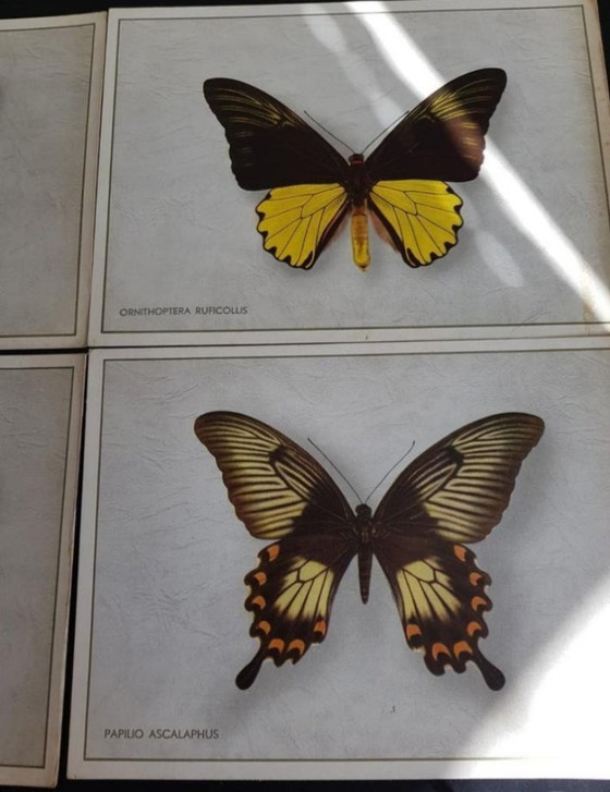 Image 1 of Complete Series (6 pcs) Antique Advertising Chromos Butterflies