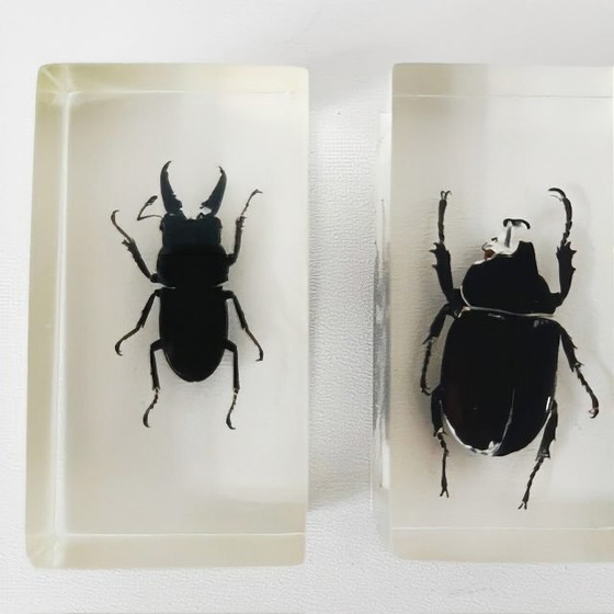 Image 1 of Resin insect set neushoornkever vliegend hert bamboe snuit kever presse-papier 1980's