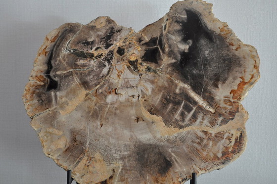 Image 1 of Sezione o pezzo di legno pietrificato sul suo supporto (rerf 3174)