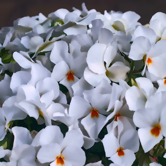 Image 1 of Splendore floreale