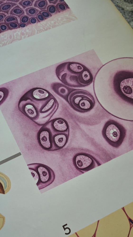 Image 1 of Manifesto didattico d'epoca, Deutsches Hygiene-Museum, Dresda, Germania, biologia, scienze