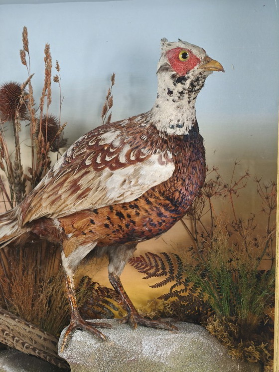 Image 1 of Vitrina de taxidermia del siglo XIX: Dos faisanes