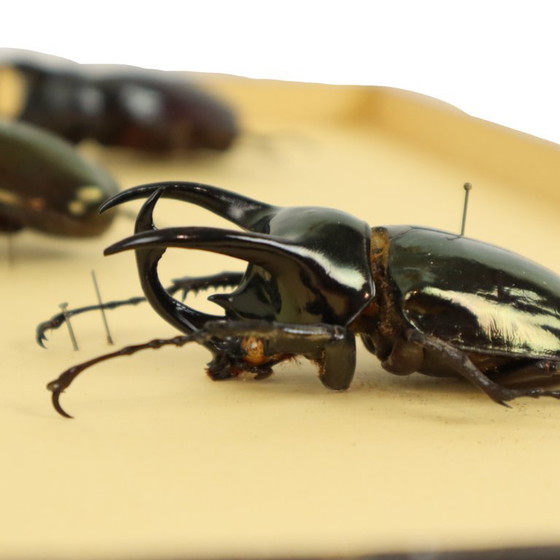 Collezione di scarabei incorniciati, scarabei Atlas, Oggetti decorativi, Legno, Vetro, Nero, Vintage (foto 10 di 10)