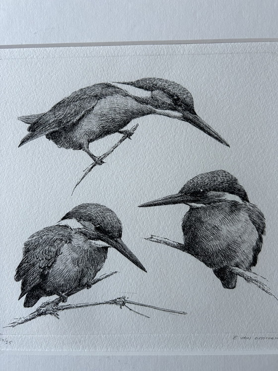 Image 1 of Kingfisher E van Ommen