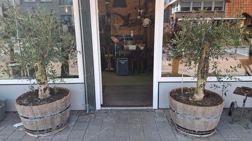 2 Large Olive Trees in Wooden Wine Barrels | Mediterranean Atmosphere for Garden or Terrace