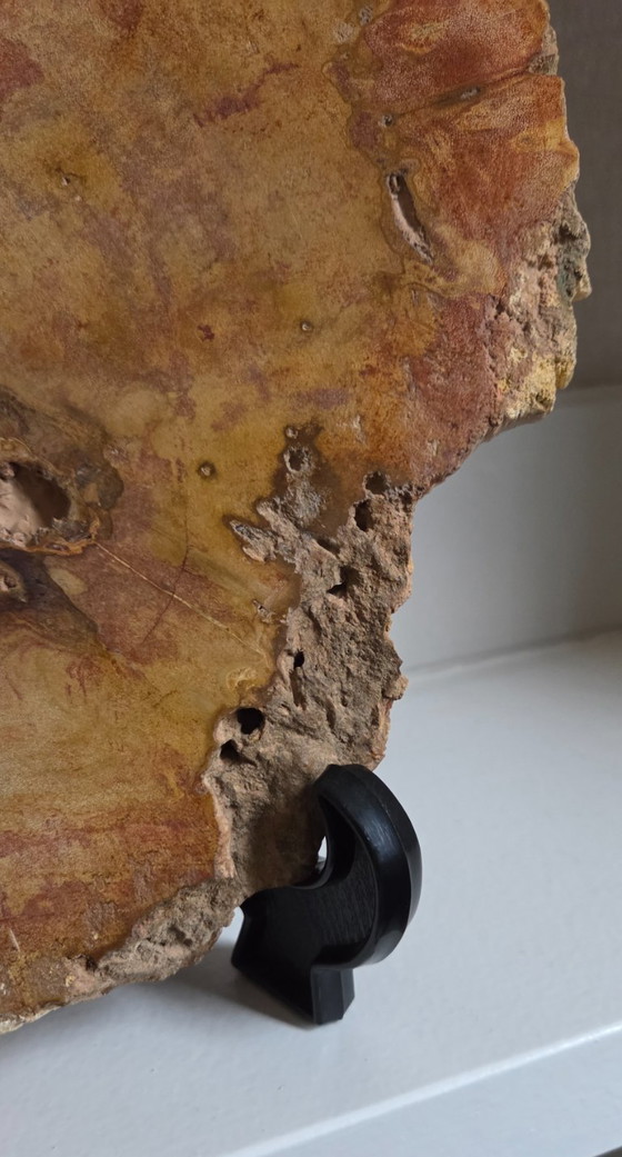 Image 1 of Versteinerter Holzbecher oder -scheibe (Ref. 4058 pers)