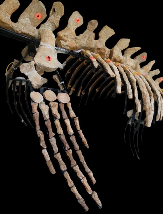 Image 1 of Large 2.80m Mosasaur Skeleton - Museum Quality 3D Mount - Prehistoric Fossil Art