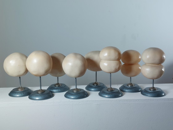 Image 1 of Vecchio modello didattico Divisione cellulare Mitosi Ausilio didattico di biologia Metallo Plastica