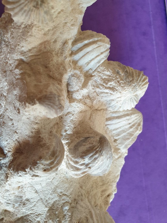 Image 1 of Bed of Upper Cretaceous bivalve fossils