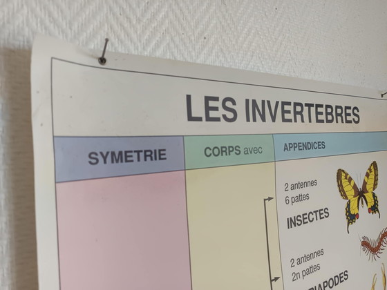 Image 1 of Vintage poster for schools Invertebrates
