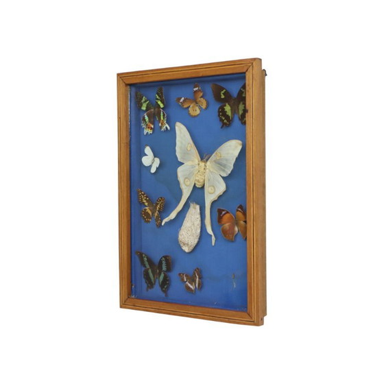 Butterfly collection in wooden frame, Wall decoration, Other, Brown, Vintage (photo 8 of 10)