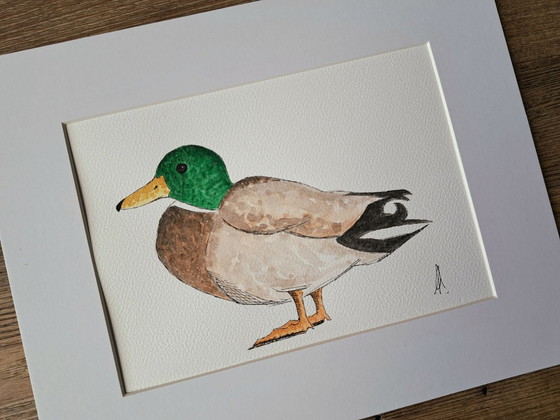 Peinture aquarelle canard mâle | Cadre inclus, Peintures et dessins, Papier, Marron (photo 5 sur 6)