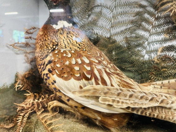Antique Stuffed Pheasants in Display Case – Decorative Objects, Glass, Wood (photo 8 of 11)