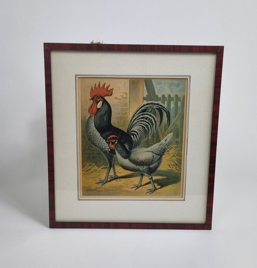 3 (Chromo) Lithographien von Geflügelrassen - Ca. 1870 - Gerahmt