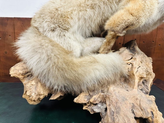 Antiker ausgestopfter Fuchs – Dekorative Objekte, Holz, Andere (photo 7 of 10)