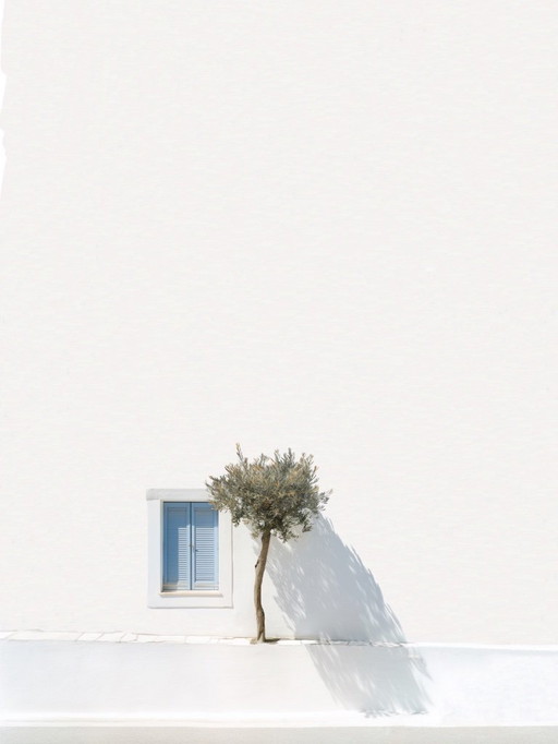 Greek olive tree - limited edition of 25