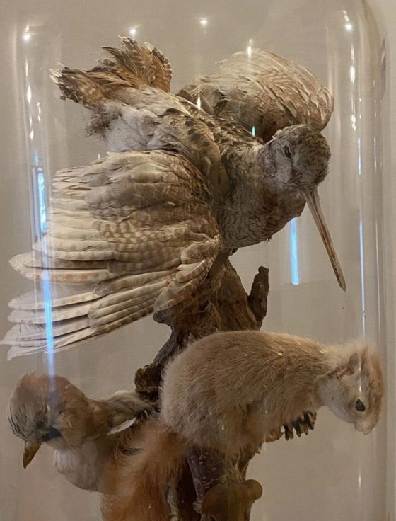 Image 1 of Antike viktorianische, sehr große Glaskuppel mit ausgestopften Vögeln und einem Eichhörnchen aus der Zeit um 1900