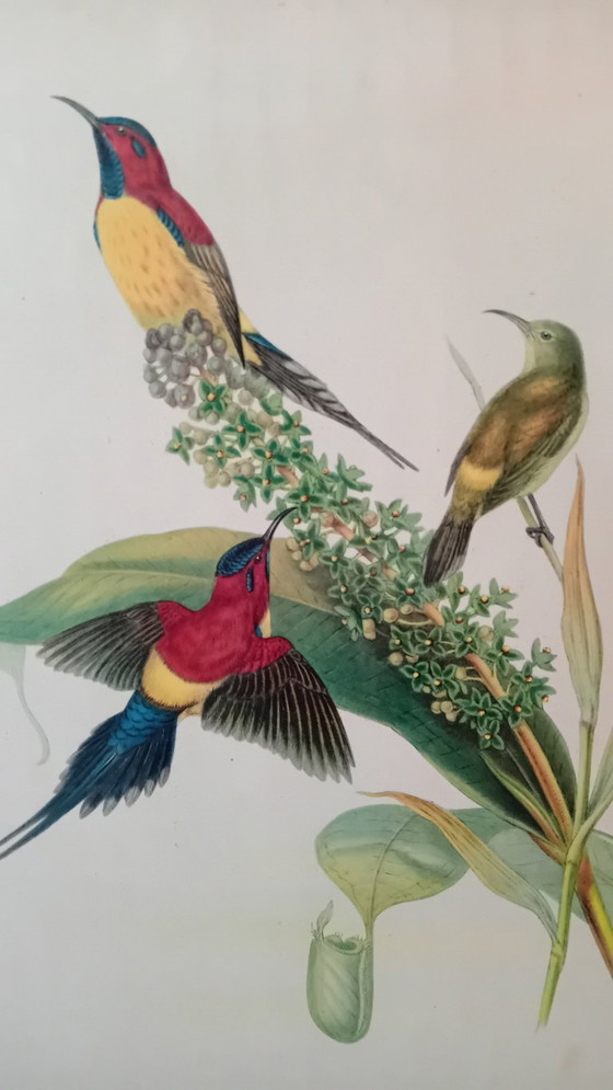 Image 1 of John Gould, Nectarinia Gouldiae