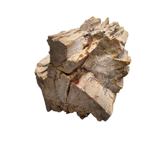 Image 1 of Madera petrificada como mesa auxiliar, de más de 50 millones de años.