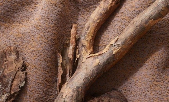 Image 1 of Sofá de salón Leolux Pode Tweak NUEVO