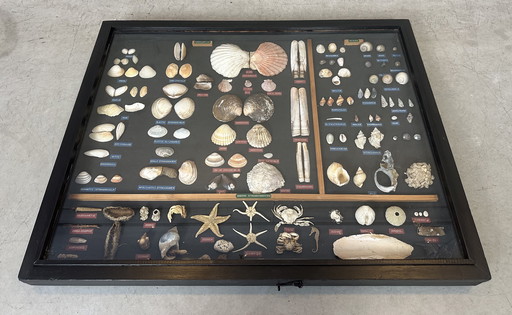 Vintage Collection of Beach Finds in Display Case