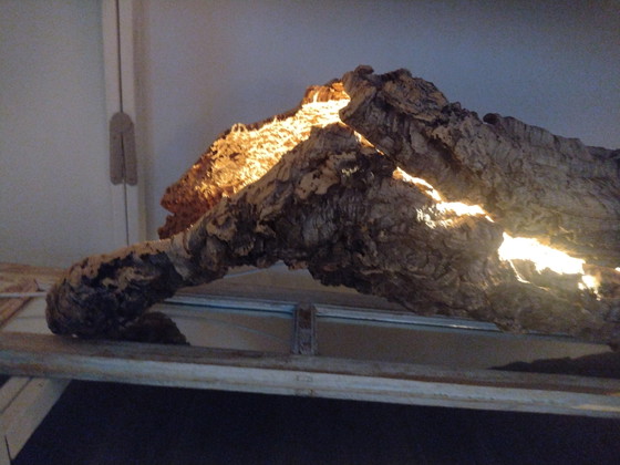 Image 1 of Dies ist ein echter Korkeichenbaum mit Beleuchtung