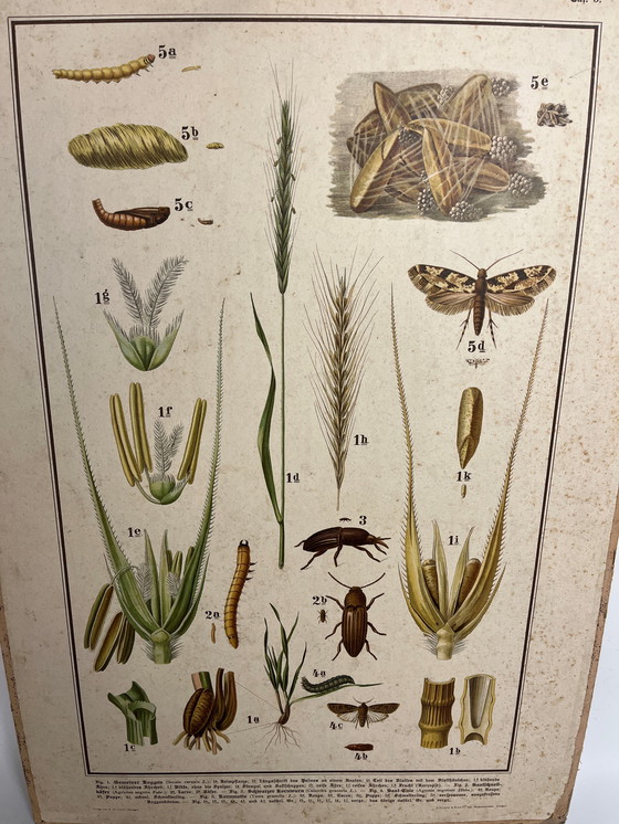 Image 1 of Pannello didattico, pannello scolastico, pannello espositivo, litografia, probabilmente intorno al 1900 - 64 cm