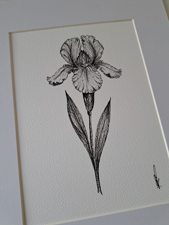Image 1 of Illustration Iris original black frame