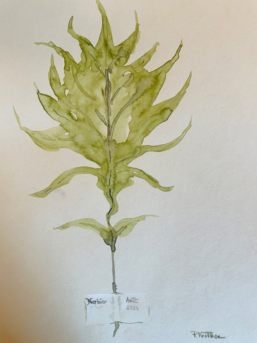 Tableau signé aquarelle collection Herbier en trompe l’oeil 