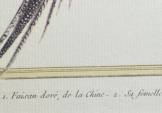 Image 1 of Engraving, Drawing, Sketch: Pair of Chinese Golden Pheasants by François-Nicolas Martinet