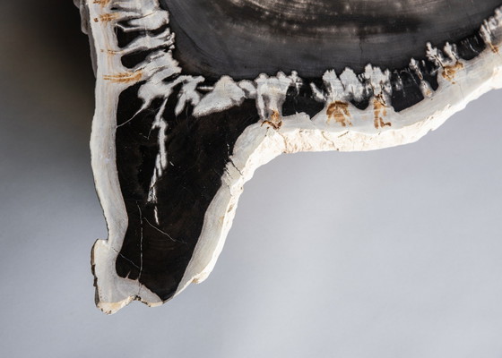 Image 1 of Petrified wood coffee table