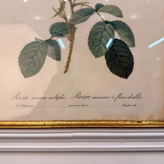 Classic English Rose print, Paintings & Drawings, Wood (photo 3 of 4)
