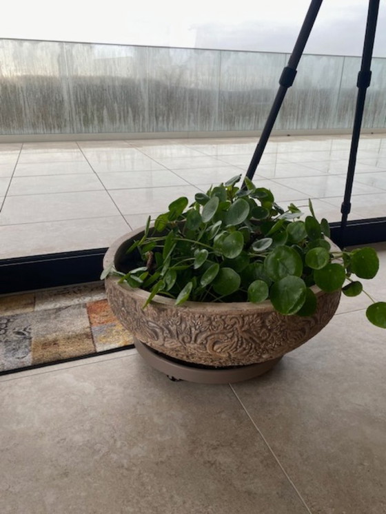 Image 1 of Maceta grande de color beige con planta de panqueque