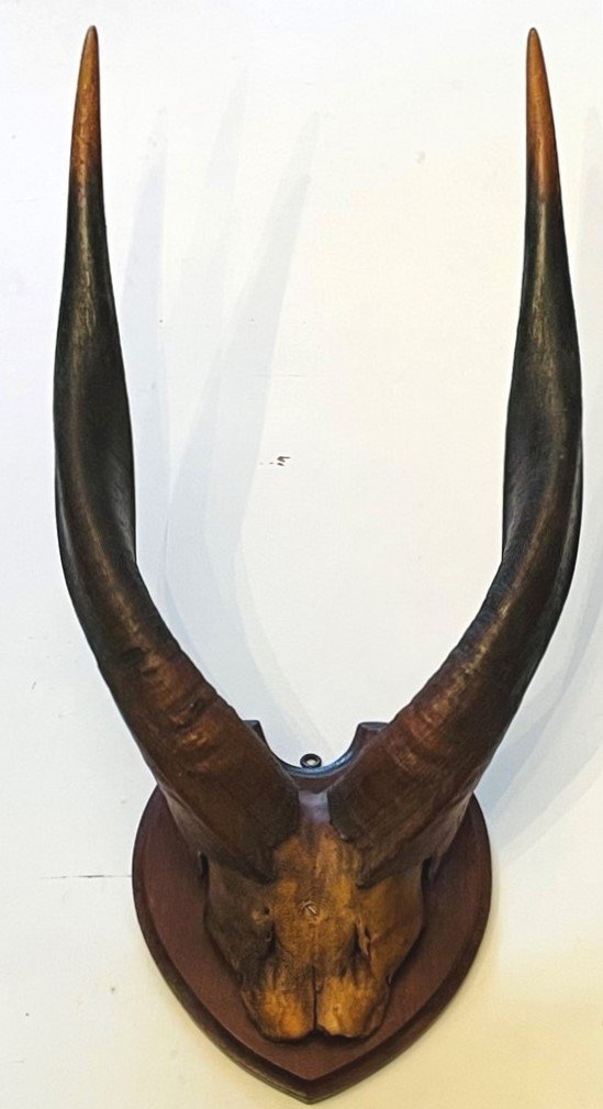 Image 1 of Afrikaanse Trofee -  Vintage Bosbok Antilopehoorns  