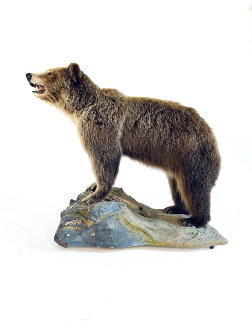 Ausgestopfter kanadischer Grizzlybär