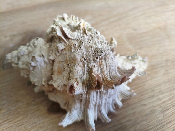 Image 1 of Coquillage de mer, naturel, 15 cm