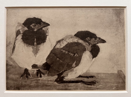 Image 1 of Jan Mankes 1889-1920 / Original Heliogravüre 2 junge Elstern 1923