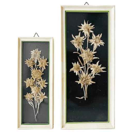 Ensemble vintage de peintures de fleurs séchées du milieu du siècle Edelweiss années 1950