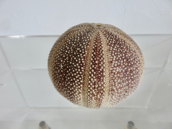 Image 1 of Oursin fleur toxopneustes pileosus, océan indien 1970