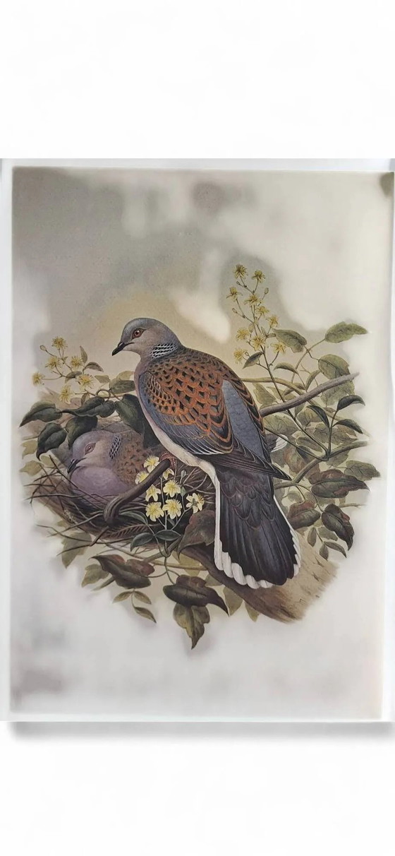 Engraving / Print Bird after J. Gould – Posters, Paper, Wood (photo 2 of 5)